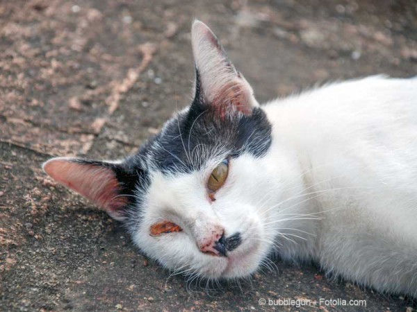 Katze mit schwerer Augenverletzung / © bubblegun - Fotolia.com