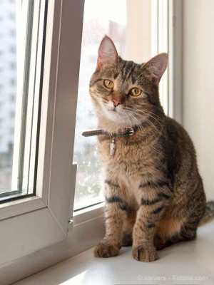Katze am Fenster / © klevers - Fotolia.com