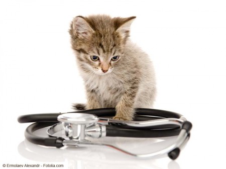 Kätzchen mit Stethoskop / © Ermolaev Alexandr - Fotolia.com
