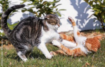 Kampf zwischen 2 Katzen / © Nadine Haase - Fotolia.com