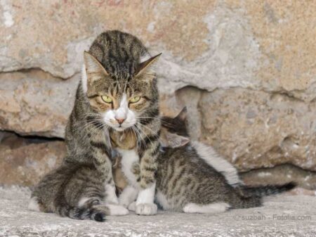 Straßenkatze mit Welpen / © suzbah - Fotolia.com