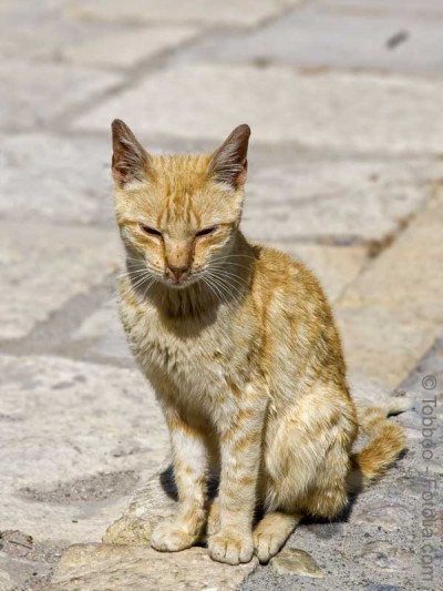 Straßenkatze / © Tobboo - Fotolia.com