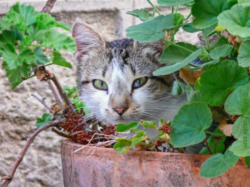 Katze im Versteck / © ollirg - Fotolia.com