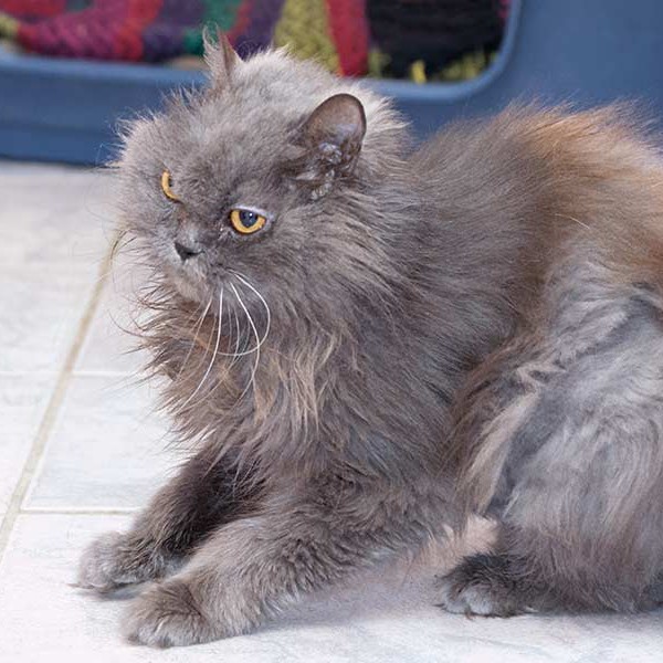 Gnadenhof-Kätzin Schnurri / © 2012 Arche KaNaum (DN) Gnadenhof-Kätzin Schnurri / © 2012 Arche KaNaum (DN)