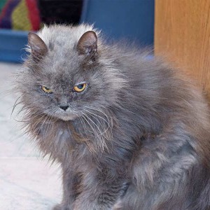 Gnadenhof-Kätzin Schnurri  / © 2012 Arche KaNaum (DN) Gnadenhof-Kätzin Schnurri / © 2012 Arche KaNaum (DN)