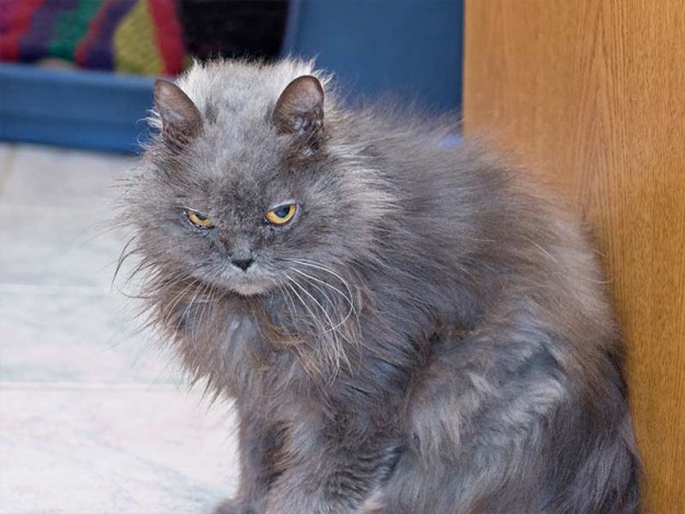 Gnadenhof-Kätzin Schnurri / © 2012 Arche KaNaum (DN)