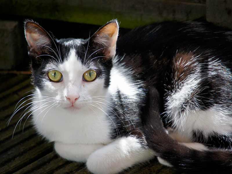 Gnadenhof-Kätzin Amy / © 2012 Arche KaNaum (DN)