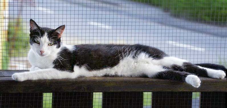 Gnadenhof-Kätzin Amy / © 2013 Arche KaNaum (DN)