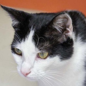 Gnadenhof-Kätzin Amy Gnadenhof-Kätzin Amy / © 2013 Arche KaNaum (DN)