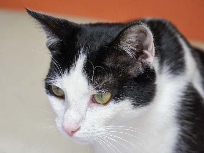 Gnadenhof-Kätzin Amy / © 2013 Arche KaNaum (DN)