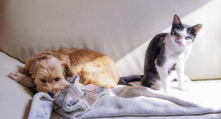 Gnadenhof-Kätzin Amy mit Hundefreundin / © 2013 Arche KaNaum (DN)