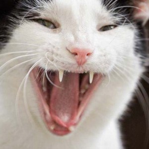 Gnadenhof-Kätzin Amy Gnadenhof-Kätzin Amy / © 2013 Arche KaNaum (DN)