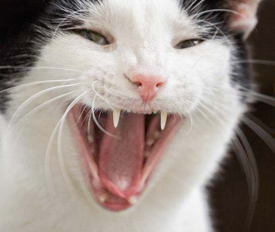 Gnadenhof-Kätzin Amy / © 2013 Arche KaNaum (DN)