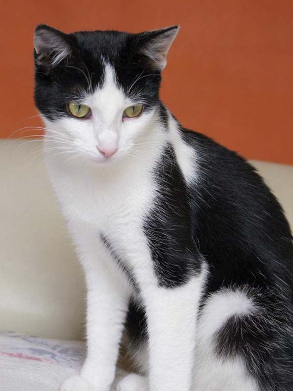 Gnadenhof-Kätzin Amy / © 2013 Arche KaNaum (DN)