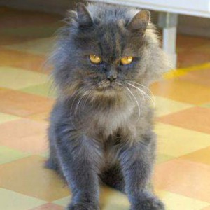 Gnadenhof-Kätzin Schnurri  / © 2013 Arche KaNaum (DN) Gnadenhof-Kätzin Schnurri / © 2013 Arche KaNaum (DN)