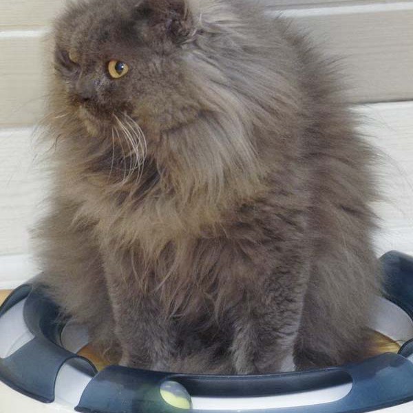 Gnadenhof-Kätzin Schnurri / © 2013 Arche KaNaum (DN) Gnadenhof-Kätzin Schnurri / © 2013 Arche KaNaum (DN)