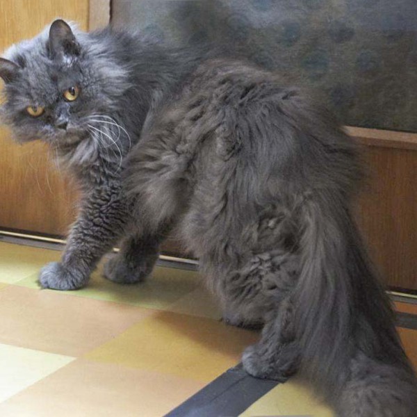 Gnadenhof-Kätzin Schnurri / © 2013 Arche KaNaum (DN) Gnadenhof-Kätzin Schnurri / © 2013 Arche KaNaum (DN)