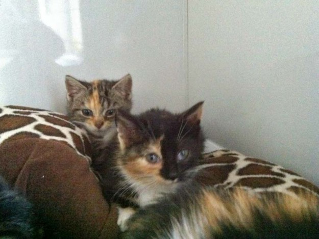 Kätzinnen Sissy (hinten) und Darlin im neuen Zuhause Kätzinnen Sissy (hinten) und Darlin im neuen Zuhause / © 2013 Privat