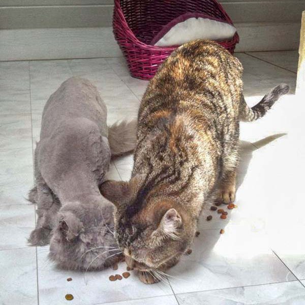 Frisch geschoren: Gnadenhof-Kätzin Schnurri (l.) mit Freundin / © 2014 Arche KaNaum (DN)