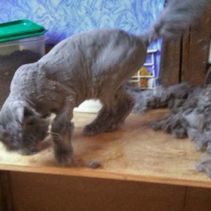 „Sooo – fertig!“ – Unsere Schnurri ohne ihr „Wintermäntelchen“ "Sooo - fertig!" - Unsere Schnurri ohne ihr "Wintermäntelchen" / © 2014 Arche KaNaum (DN)