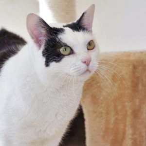 Kätzin Ursel / © 2014 Arche KaNaum (DN)