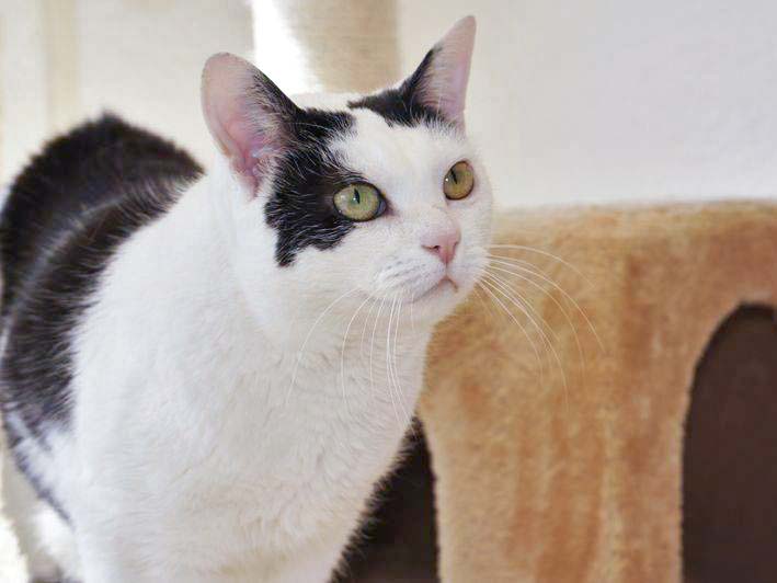 Kätzin Ursel / © 2014 Arche KaNaum (DN)