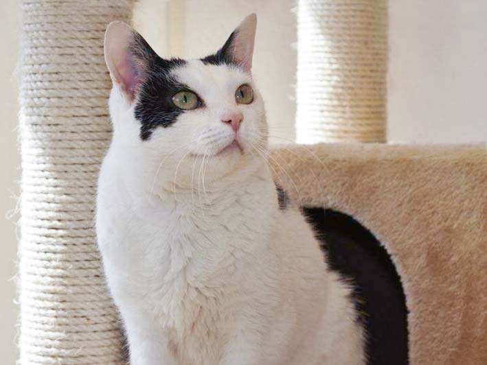 Kätzin Ursel / © 2014 Arche KaNaum (DN)