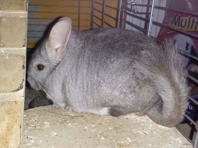 Chinchilla-Böckchen Barney / © 2014 Privat
