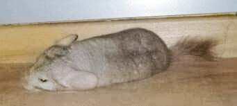 Chinchilla-Böckchen Snoopy / © 2014 Privat