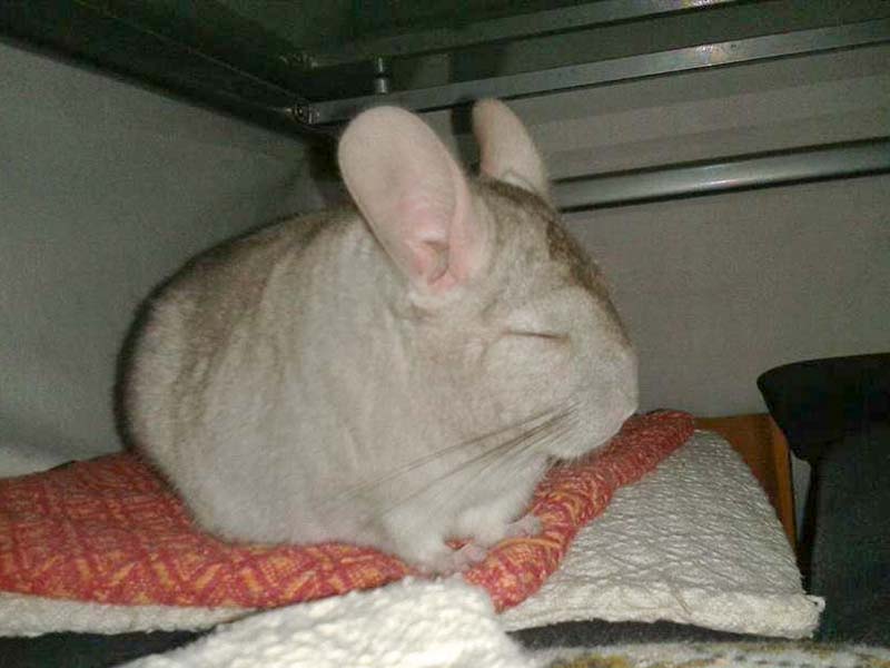 Chinchilla-Böckchen Snoopy / © 2014 Privat