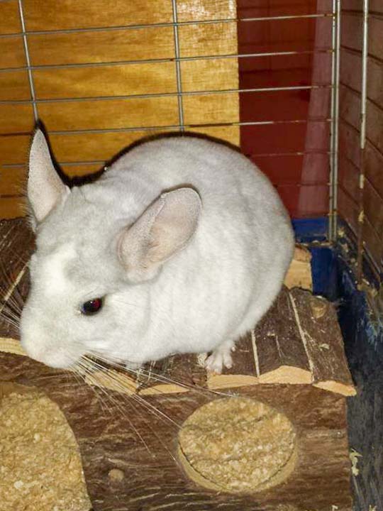 Chinchilla-Böckchen Snoopy / © 2014 Privat