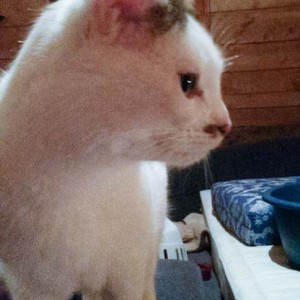 Kater Puma / © 2014 Privat