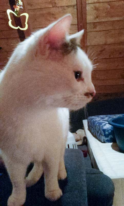 Kater Puma / © 2014 Privat