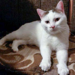 Kater Puma / © 2014 Privat