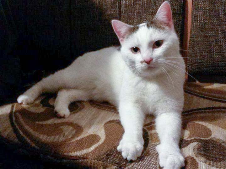 Kater Puma / © 2014 Privat