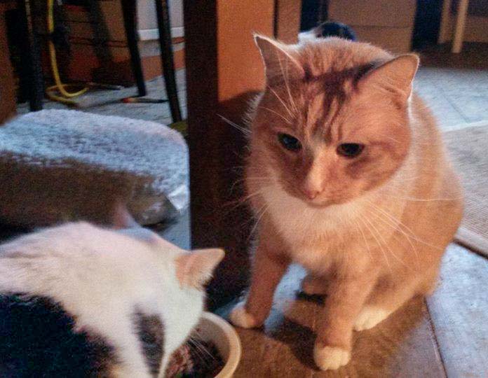 Kater TomTom (r.) und Kater Puma / © 2014 Privat