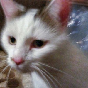 Kater Puma / © 2014 Privat