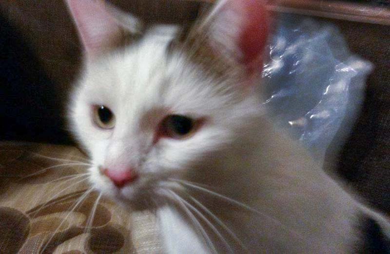 Kater Puma / © 2014 Privat