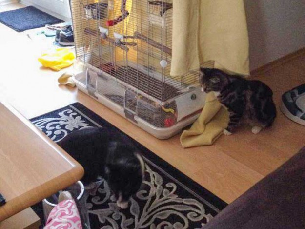 Kater Obelix (r.) mit seinem neuen Kumpel Odin im neuen Zuhause / © 26.04.'14 Privat