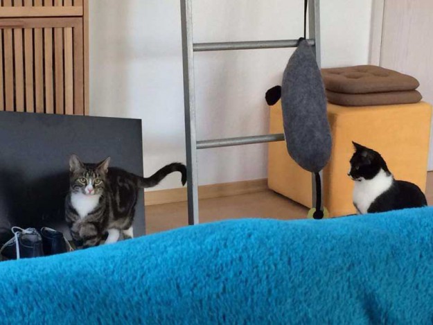 Obelix (l.) mit Kumpel Odin im neuen Zuhause / © 26.04.'14 Privat