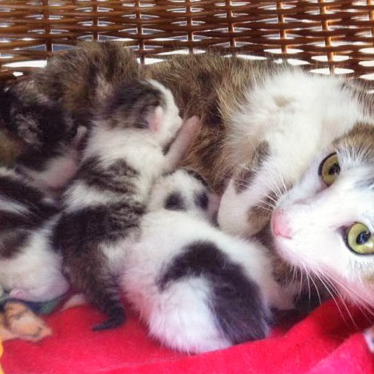 Schnurrchen (r.) und ihre Babies Schnurrchen (r.) und ihre Babies / © 2014 Arche KaNaum (DN)