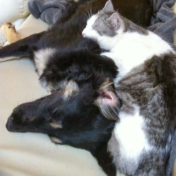 Kätzin Mary mit ihrer Hunde-Freundin / © 2014 Arche KaNaum (DN)