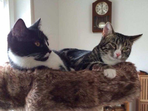 Dicke Freunde: Kater Obelix (r.) mit Kumpel Odin im neuen Zuhause / © 09.05.'14 Privat