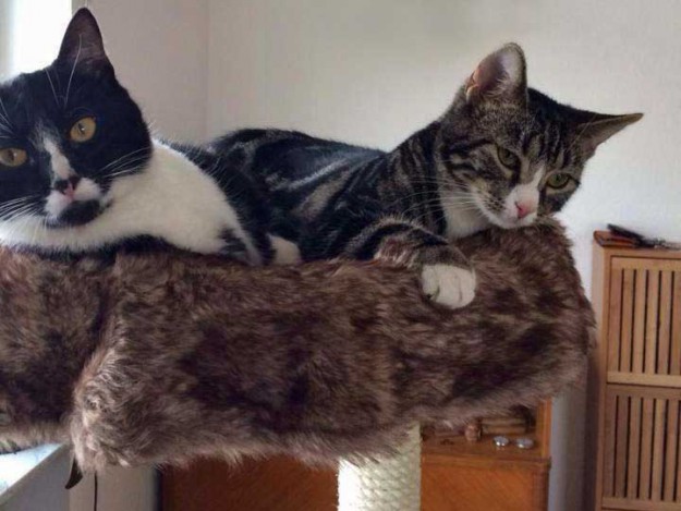 Dicke Freunde: Kater Obelix (r.) mit Kumpel Odin im neuen Zuhause / © 09.05.'14 Privat