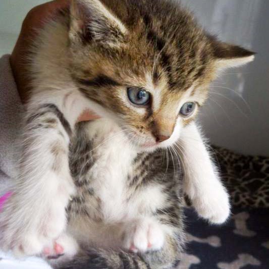 Kätzin Fey / © 2014 Arche KaNaum (DN)