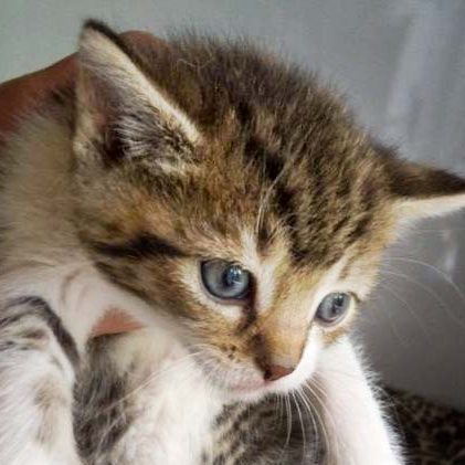 Kätzin Fey / © 2014 Arche KaNaum (DN)