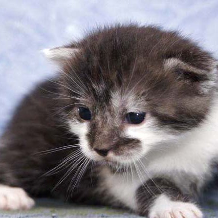 Kater Henry / © 2014 Arche KaNaum (DN)