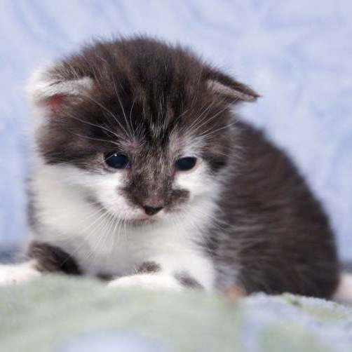 Kater Henry / © 2014 Arche KaNaum (DN)