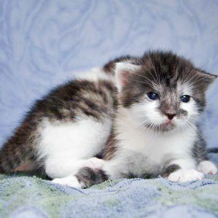 Kater Henry (r.) beim kuscheln mit Schwester Marie / © 2014 Arche KaNaum (DN)