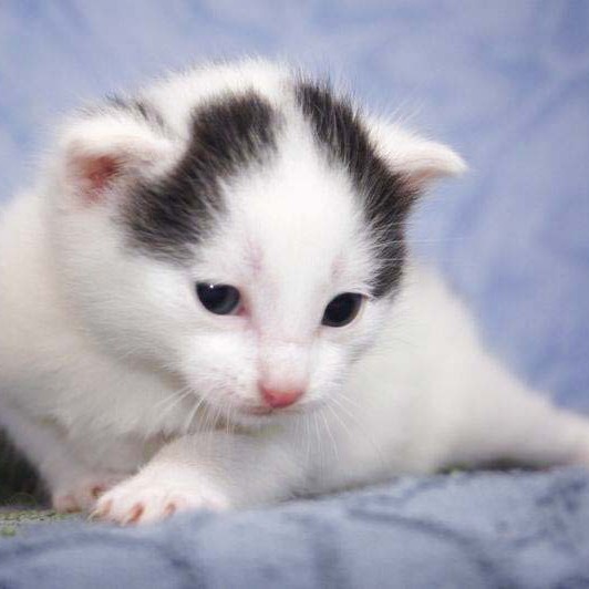 Kater Olli / © 2014 Arche KaNaum (DN)